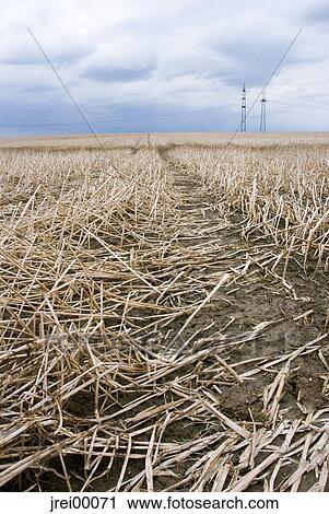 harvest, Earth, harvested, field, straw, grain, wheat View Large Photo Image Stock Image - harvest, Earth, harvested, field, straw, grain, wheat. Fotosearch