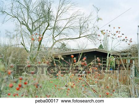 haws, allotgarden, bushes, trees, winter, cold, artistic impression View Large Photo Image Stock Photo - haws, allotgarden, bushes, trees, winter, cold, artistic impression. Fotosearch