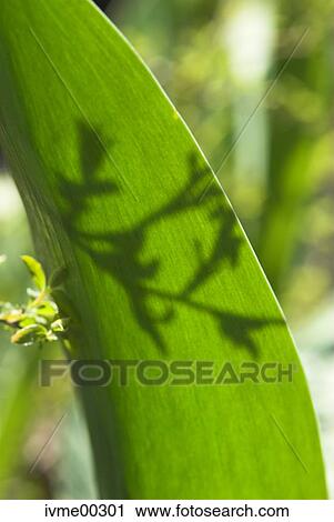 hobby, tubers, nature, flora, unusable, plant, plants View Large Photo Image Stock Image - hobby, tubers, nature, flora, unusable, plant, plants. Fotosearch