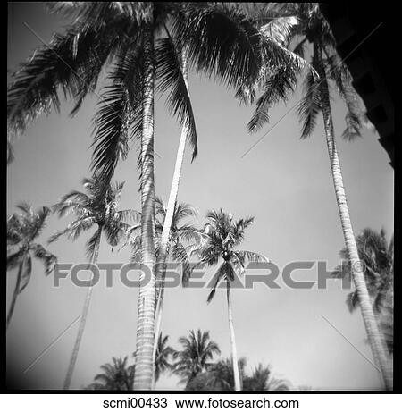 holidays, from bottom, vacation, Thailand, palms, trees, sky View Large Photo Image Stock Image - holidays, from bottom, vacation, Thailand, palms, trees, sky. Fotosearch