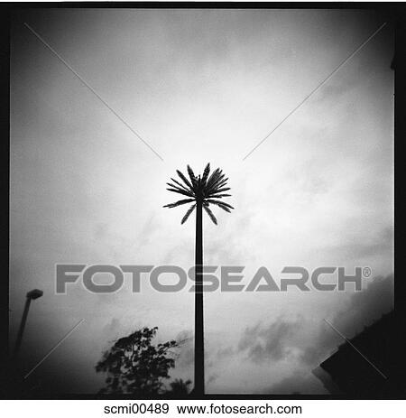 holidays, vacation, Thailand, mobile telephony, antenna, aerial, palm View Large Photo Image Stock Photo - holidays, vacation, Thailand, mobile telephony, antenna, aerial, palm. Fotosearch