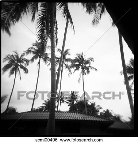 holidays, vacation, Thailand, palms, roof, house, camera View Large Photo Image Stock Photograph - holidays, vacation, Thailand, palms, roof, house, camera. Fotosearch
