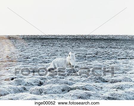 Stock Image - horse, cold, scenery, unicorn, Iceland, Icelandic horse, cold snap. Fotosearch