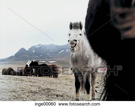 Icelandic horse, horsey teeth, ponies, mildew, brimilsvellir, iceland horses, horse View Large Photo Image Stock Image - Icelandic horse, horsey teeth, ponies, mildew, brimilsvellir, iceland horses, horse. Fotosearch