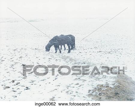Stock Image - Icelandic horse, ponies, blowing snow, brimilsvellir, winter, iceland horses, horse. Fotosearch