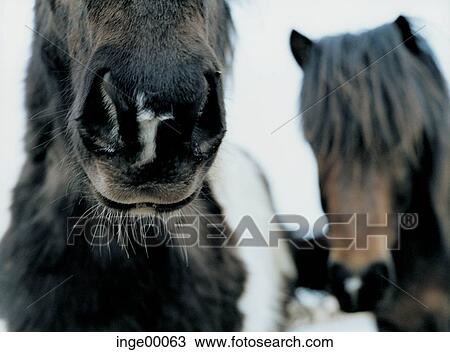 Stock Image - Icelandic horse, ponies, blowing snow, iceland horses, winter, horse, horses. Fotosearch