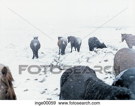 Stock Photo - Icelandic horse, ponies, blowing snow, winter, brimilsvellir, iceland horses, horse. Fotosearch