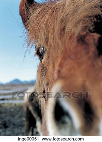 Stock Image - Icelandic horse, ponies, brimilsvellir, iceland horses, horse, horses, pony. Fotosearch