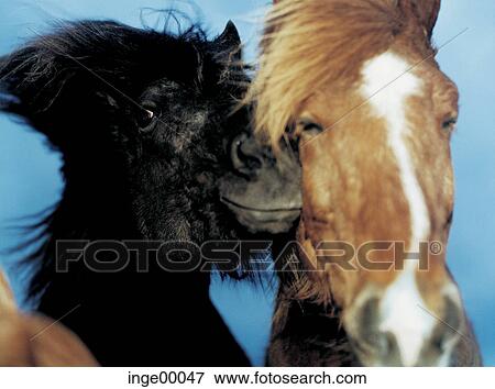 Icelandic horse, ponies, brimilsvellir, iceland horses, horse, horses, pony View Large Photo Image Stock Photo - Icelandic horse, ponies, brimilsvellir, iceland horses, horse, horses, pony. Fotosearch