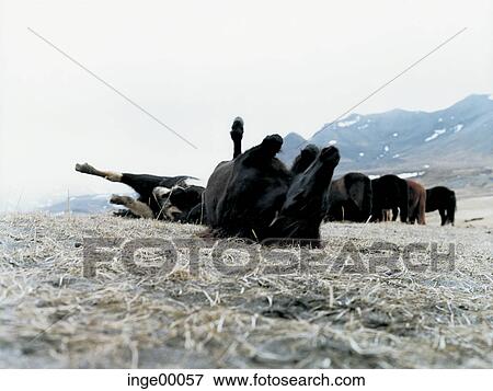 Icelandic horse, ponies, brimilsvellir, iceland horses, horse, horses, pony View Large Photo Image Stock Photo - Icelandic horse, ponies, brimilsvellir, iceland horses, horse, horses, pony. Fotosearch