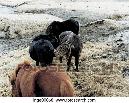 Icelandic horse, ponies, brimilsvellir, iceland horses, horse, horses, pony View Large Photo Image Stock Photo - Icelandic horse, ponies, brimilsvellir, iceland horses, horse, horses, pony. Fotosearch