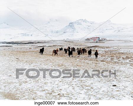Stock Photo - Icelandic horse, ponies, Ólafsvìk, iceland horses, horse, horses, pony. Fotosearch