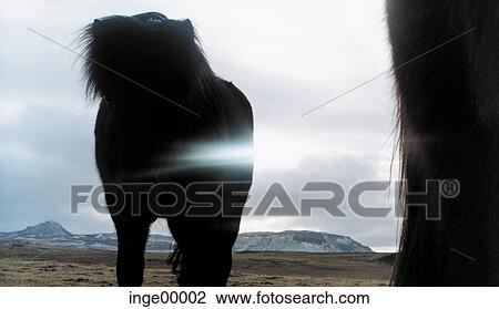 Stock Image - Icelandic horse, Ólafsvìk, ponies, tail, iceland horses, horse, horses. Fotosearch