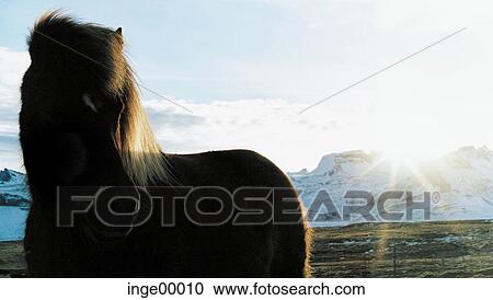 Stock Image - Icelandic horse, Ólafsvìk, ponies, silhouette, iceland horses, horse, horses. Fotosearch