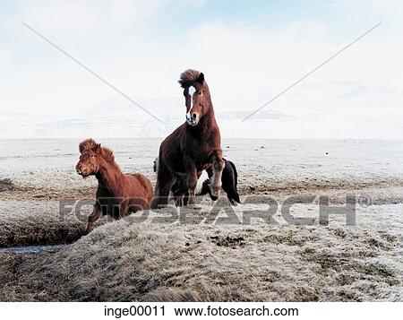 Stock Image - Icelandic horse, Ólafsvìk, ponies, iceland horses, horse, horses, pony. Fotosearch