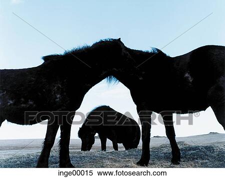 Stock Photography - Icelandic horse, Ólafsvìk, ponies, silhouette, iceland horses, horse, horses. Fotosearch