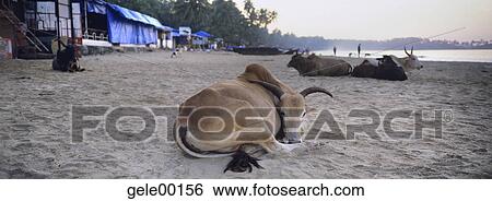 India, Asia, Beach, Biotope, biotopes, Boats, Cow View Large Photo Image Stock Photograph - India, Asia, Beach, Biotope, biotopes, Boats, Cow. Fotosearch
