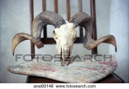 log-built, chair, dead sheep head, find, horns, made from wood, outdoor shot View Large Photo Image Stock Photo - log-built, chair, dead sheep head, find, horns, made from wood, outdoor shot. Fotosearch