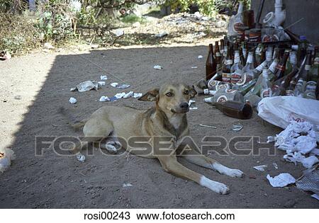 Stock Image - lulekani, Africa, poverty, dog, waste, dirt, beer. Fotosearch