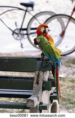 Stock Image - macaw, oddball, two, parrot, multicolored, colorful, colourful. Fotosearch