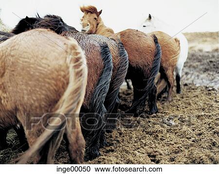 Stock Image - mildew, tail, winter, iceland horses, horse, pony, outdoor shot. Fotosearch