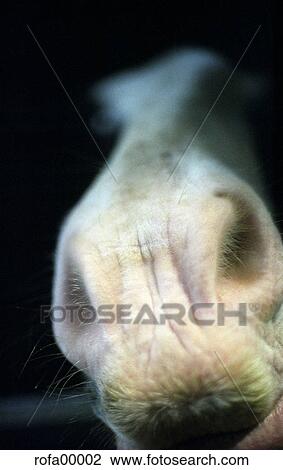 Stock Image - mouth, pelt, funny, horse, from bottom, nose, animal. Fotosearch