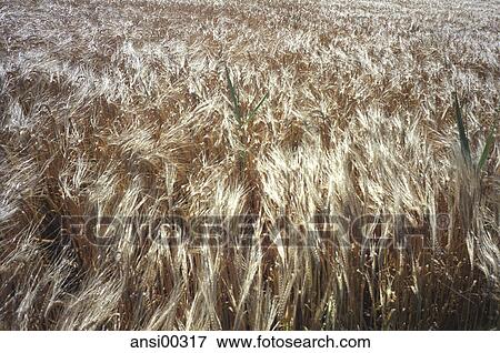 Stock Photo - nature, agrarian country, cereal, Farmland, land, nature protection, agriculture. Fotosearch