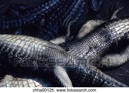 nature, animals, aquatic, alligator, swamp, marsh, louisiana View Large Photo Image Stock Photography - nature, animals, aquatic, alligator, swamp, marsh, louisiana. Fotosearch