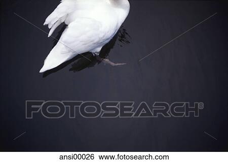 outdoor shot, communicable disease, display detail, duck birds, flat, calm, flora View Large Photo Image Stock Photograph - outdoor shot, communicable disease, display detail, duck birds, flat, calm, flora. Fotosearch