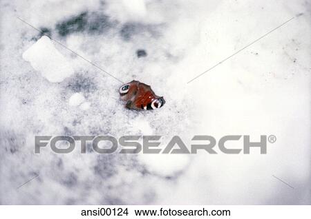 outdoors, wings, wing, find, finding, discovery View Large Photo Image Picture - outdoors, wings, wing, find, finding, discovery. Fotosearch