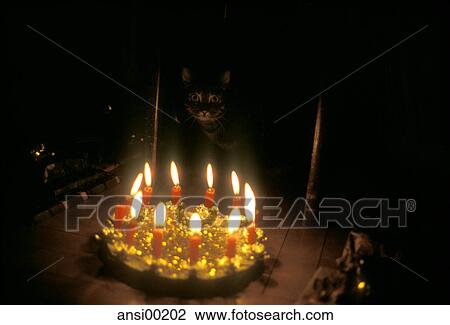 Stock Image - party, at home, animal, pet, cat, tabby cat, head. Fotosearch