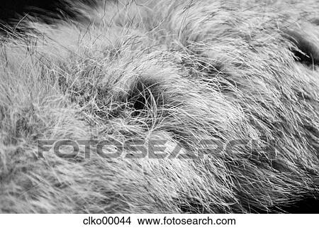 pelt, coat, texture, fine, soft, nature, textiles View Large Photo Image Picture - pelt, coat, texture, fine, soft, nature, textiles. Fotosearch