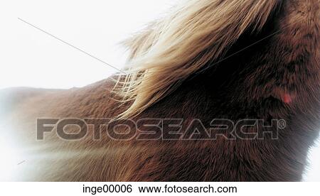 Stock Photograph - pelt, Icelandic horse, ponies, Ólafsvìk, iceland horses, horse, horses. Fotosearch