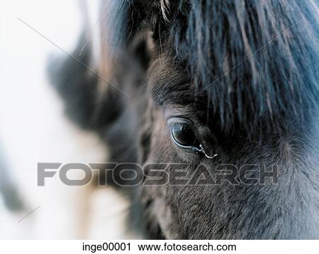 Stock Image - pelt, Icelandic horse, Ólafsvìk, ponies, iceland horses, horse, horses. Fotosearch