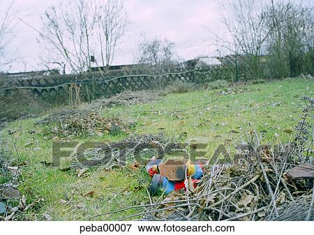 plant, hobby, lawn, november mood, garden goblin, plants, allotgarden View Large Photo Image Stock Photo - plant, hobby, lawn, november mood, garden goblin, plants, allotgarden. Fotosearch