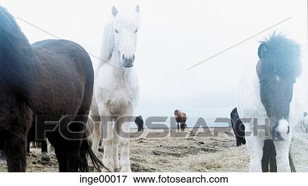 Stock Photo - ponies, mildew, iceland horses, Icelandic horse, horse, horses, pony. Fotosearch