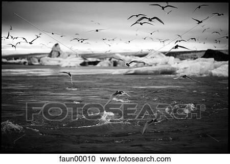 river, bergs, lake, winter, sky, live, life View Large Photo Image Stock Image - river, bergs, lake, winter, sky, live, life. Fotosearch