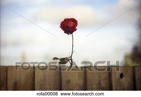 romanticism, character, icon, sign, redly, red View Large Photo Image Stock Photo - romanticism, character, icon, sign, redly, red. Fotosearch
