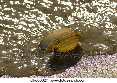 sea, lake, beach, seafood, shell, tank, cup View Large Photo Image Stock Photo - sea, lake, beach, seafood, shell, tank, cup. Fotosearch