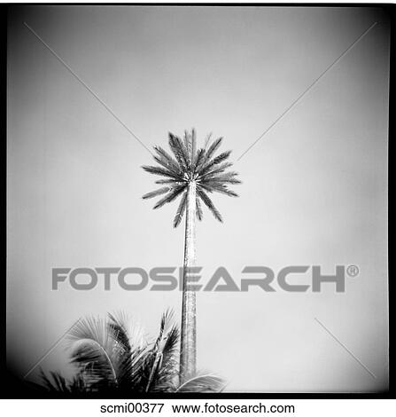 shape, holidays, vacation, Thailand, palms, holiday, leave View Large Photo Image Stock Photo - shape, holidays, vacation, Thailand, palms, holiday, leave. Fotosearch