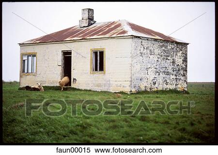 Stock Photography - sheep, poesy, house, green, nature, art, animals. Fotosearch