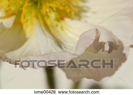 Stock Photo - stamen, detail, dainty, pink, waved, poppy. Fotosearch