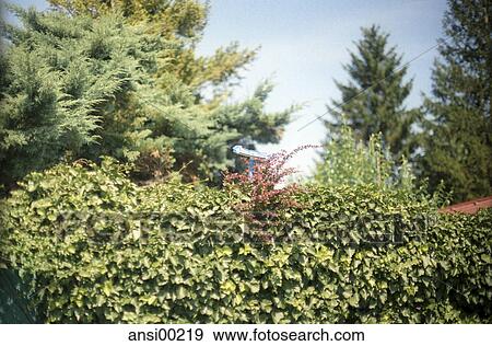 Stock Photo - summer, summers, summery, summerly, nature, plant, plants. Fotosearch