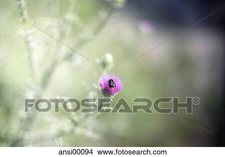 sunshine, frontal, meadow flower, sun, light, black, glow View Large Photo Image Picture - sunshine, frontal, meadow flower, sun, light, black, glow. Fotosearch