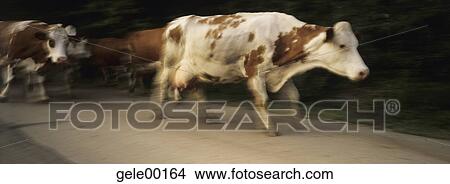 Switzerland, brown cattle, Cattle, Cow, Cows, farm animals, pelt View Large Photo Image Picture - Switzerland, brown cattle, Cattle, Cow, Cows, farm animals, pelt. Fotosearch