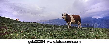 Switzerland, brown cattle, mountain chain, panorama, herd of animals, willow, cow View Large Photo Image Picture - Switzerland, brown cattle, mountain chain, panorama, herd of animals, willow, cow. Fotosearch