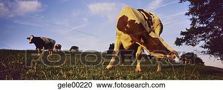 Switzerland, brown cattle, mountain chain, panorama, fat stock, herd of animals, willow View Large Photo Image Stock Image - Switzerland, brown cattle, mountain chain, panorama, fat stock, herd of animals, willow. Fotosearch