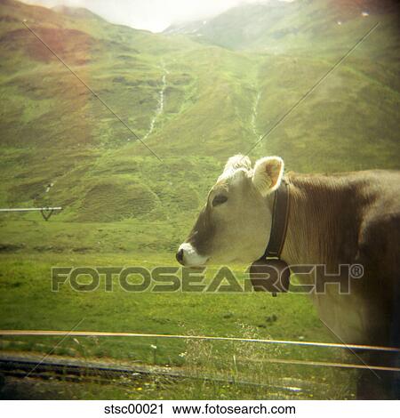Switzerland, mountains, mountain, atmospheric, cow, cow bell, landscape View Large Photo Image Stock Image - Switzerland, mountains, mountain, atmospheric, cow, cow bell, landscape. Fotosearch