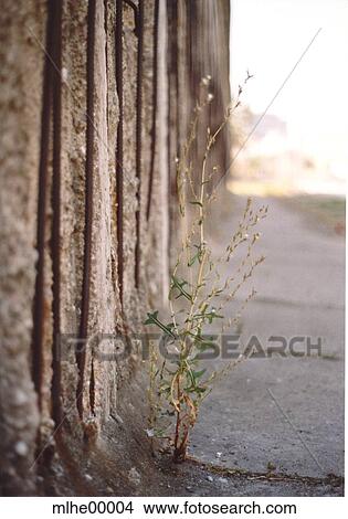 wall, wall of berlin, bloom, blossom, spring, concrete, live View Large Photo Image Picture - wall, wall of berlin, bloom, blossom, spring, concrete, live. Fotosearch