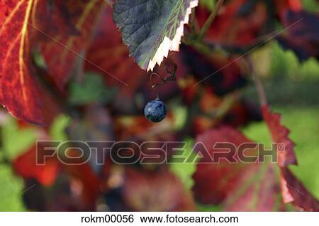 wine, vine, grape, autumn, Italy, wine leaves, wine leaf View Large Photo Image Stock Photograph - wine, vine, grape, autumn, Italy, wine leaves, wine leaf. Fotosearch
